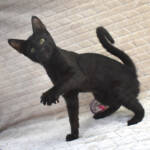 F7-savannah-kittens-kenmma