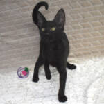F7-savannah-kittens-kenmmb