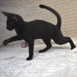 F7-savannah-kittens-kenmmc