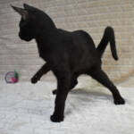 F7-savannah-kittens-kenmmd