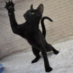 F7-savannah-kittens-kenmme