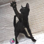F7-savannah-kittens-kenmmf