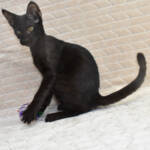 F7-savannah-kittens-kenmmg