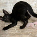 F7-savannah-kittens-kenmmh