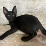 F7-savannah-kittens-kenmmi