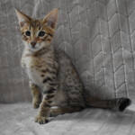 f7-savannah-kittens-anabta