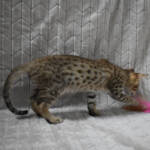 f7-savannah-kittens-anabtb