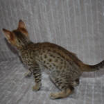 f7-savannah-kittens-anabtc