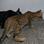 f7-savannah-kittens-anabtd