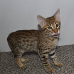 f7-savannah-kittens-anabte