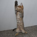 f7-savannah-kittens-anabtf