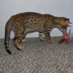 f7-savannah-kittens-anabtg