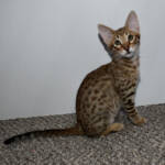 f7-savannah-kittens-anabth