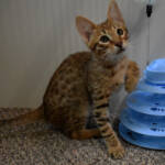 f7-savannah-kittens-anabti
