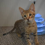 f7-savannah-kittens-anabtj
