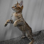 f7-savannah-kittens-anabtk