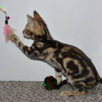 f7-savannah-kittens-anamfa