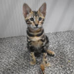 f7-savannah-kittens-anamfaa