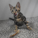 f7-savannah-kittens-anamfab