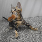 f7-savannah-kittens-anamfac