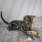 f7-savannah-kittens-anamfad