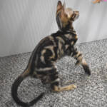 f7-savannah-kittens-anamfaf