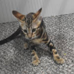 f7-savannah-kittens-anamfag