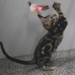 f7-savannah-kittens-anamfah