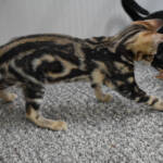 f7-savannah-kittens-anamfai