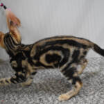 f7-savannah-kittens-anamfak