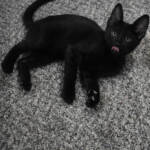 f7-savannah-kittens-anamma