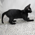 f7-savannah-kittens-anammb
