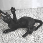f7-savannah-kittens-anammc