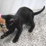 f7-savannah-kittens-anammd