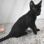 f7-savannah-kittens-anamme