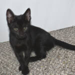 f7-savannah-kittens-anammf