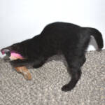 f7-savannah-kittens-anammg
