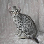 f7-savannah-kittens-anasta
