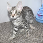 f7-savannah-kittens-anastc