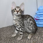 f7-savannah-kittens-anastd