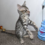 f7-savannah-kittens-anaste