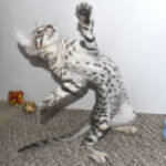 f7-savannah-kittens-anastf