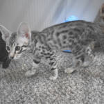 f7-savannah-kittens-anastg