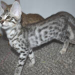 f7-savannah-kittens-anasth