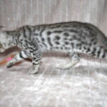 f7-savannah-kittens-anasti