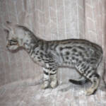 f7-savannah-kittens-anastj