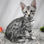 f7-savannah-kittens-anastk